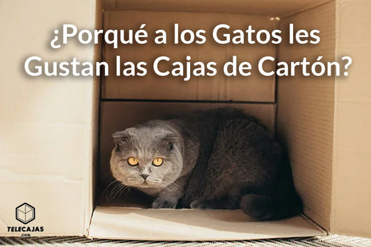 Gato escoces escondido en caja de cartón